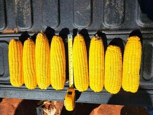 Reportan buen rendimiento del maíz en las primeras cosechas - ABC en el Este - ABC Color