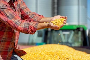 Buenas expectativas para el maíz, ante buen clima y alta demanda en el mercado nacional - MarketData