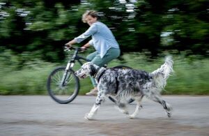 Pasear con el perro en bicicleta requiere paciencia y entrenamiento - Mascotas - ABC Color