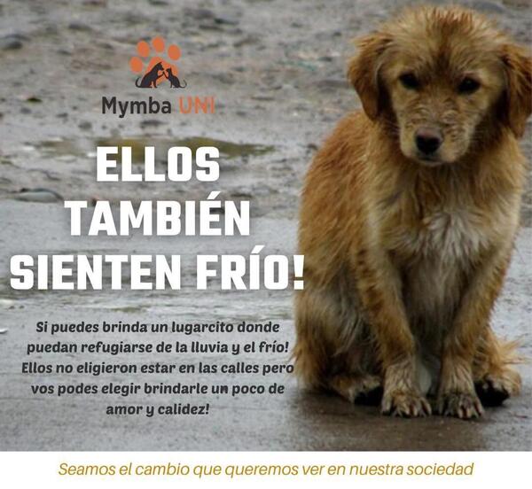 “Ellos también sienten frío”, invitan a donar mantas y casitas para los animalitos