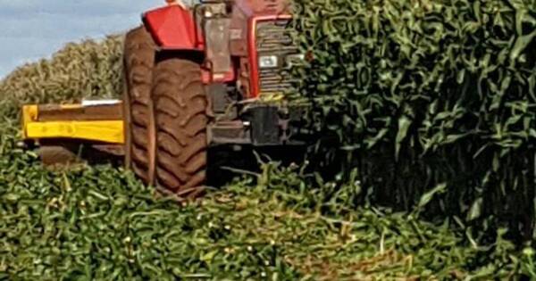 La Nación / Senave interviene parcelas ilegales de semillas para maíz