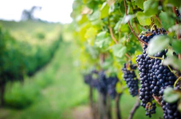 Enoturismo en Brasil: una ruta cercana para amantes del vino
