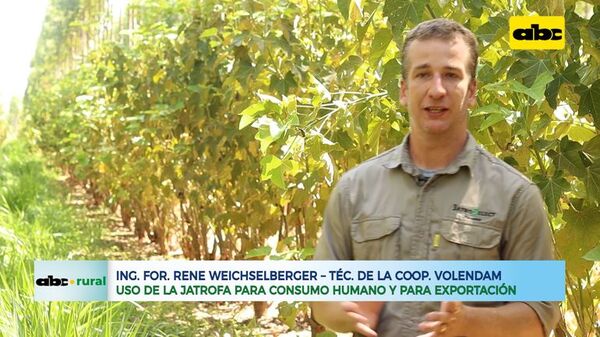 En Volendam producen Jatrofa para consumo humano - ABC Rural - ABC Color