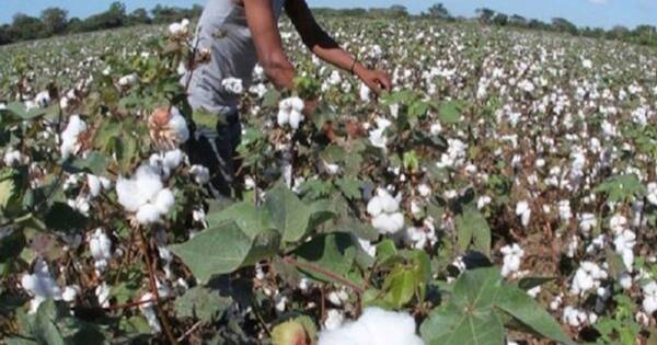 La Nación / Intercambiarán experiencias en innovaciones para producción algodonera