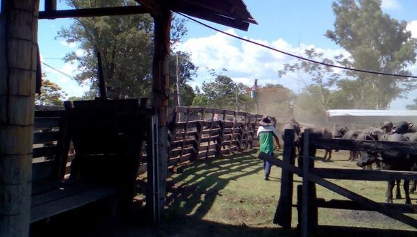 Un guardia fallecido y un supuesto abigeo herido tras enfrentamiento en estancia de búfalos - Nacionales - ABC Color