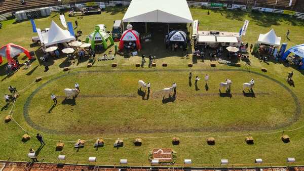 Los mejores Nelore del país se preparan para salir a la pista de la Expo Nacional
