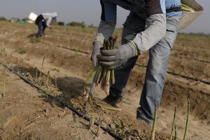 Perú comprará y distribuirá fertilizantes para mitigar sus altos precios - MarketData