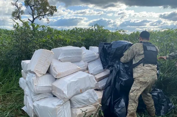 Senad incauta más 50 toneladas de marihuana en Amambay - Noticiero Paraguay