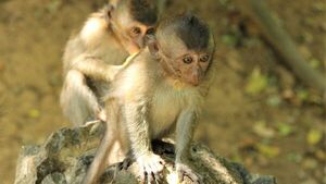 Diario HOY | Casos de viruela del mono en Reino Unido son de la variante menos grave, según OMS