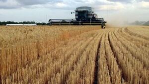 Guerra en Ucrania sigue afectando el precio del trigo y aumenta un 78%