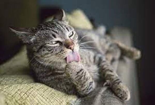 Gatos: bolas de pelos difíciles de digerir - Mascotas - ABC Color