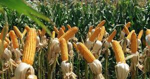 La Nación / Pese a bajas temperaturas esperan una buena producción de maíz