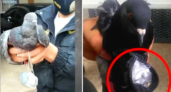 Capturan a una "narco paloma" cuando introducía droga en una cárcel de Perú - Noticiero Paraguay