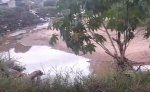 Hallan cráneo de un recién nacido en orillas de un arroyo