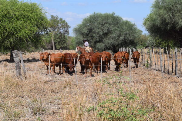 Zafra de terneros, perspectivas del mercado internacional de los granos y producción agrícola ganadera