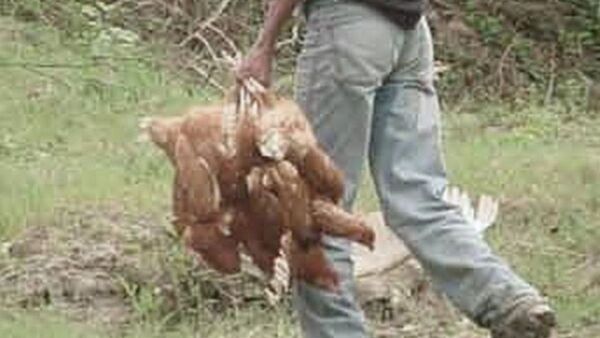 Denunció a su vecino por robarle 13 gallinas