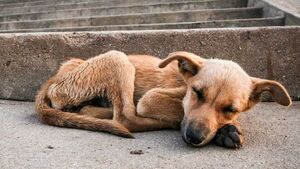 Muni de Villarrica junta abrigos para perritos de la calle