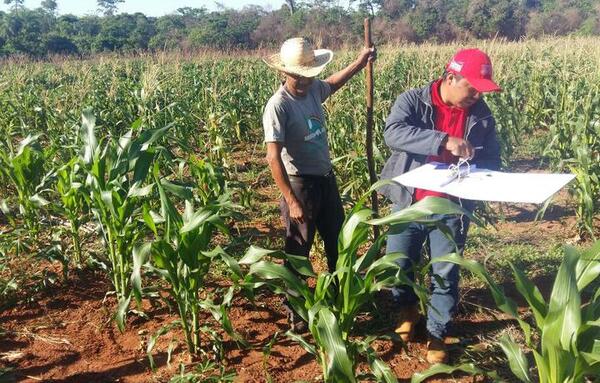 UGP espera buena producción de maíz, pese a bajas temperaturas