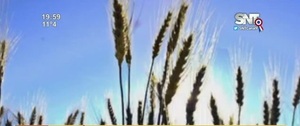 Economía en destaque: Campaña agrícola 2022/2023 - SNT