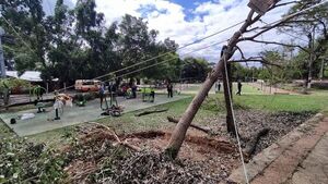 Voluntarios intentarán recuperar árboles caídos tras temporal - Nacionales - ABC Color