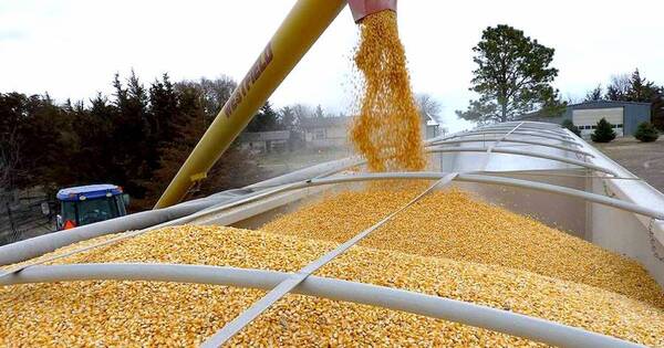 La Nación / Prevén buena cosecha de maíz, pese a las bajas temperaturas
