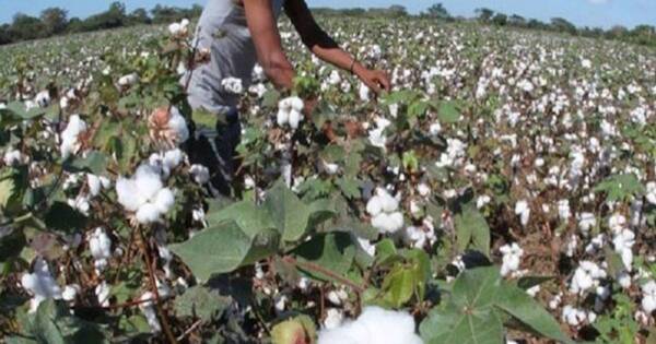 La Nación / Dialogarán sobre la producción algodonera