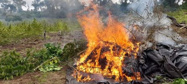 Anulan más de 258 toneladas de marihuana durante operativo en Amambay