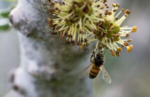 En el Día Internacional de las Abejas, la ONU insta a protegerlas para garantizar la seguridad alimentaria - Mundo - ABC Color