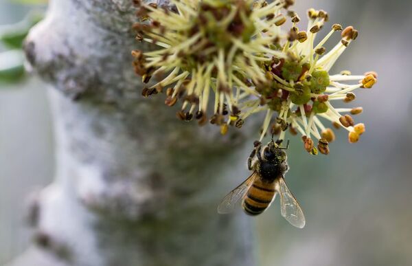 En el Día Internacional de las Abejas, la ONU insta a protegerlas para garantizar la seguridad alimentaria - Mundo - ABC Color