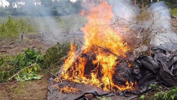 Anulan más de 258 toneladas de Marihuana en tres días de operaciones