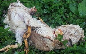 Hallan 144 gallinas muertas en el predio de la Universidad Católica de Coronel Oviedo – Prensa 5