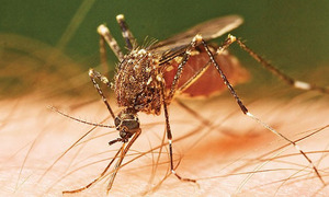 Confirman primer caso de chikungunya en Guairá - OviedoPress