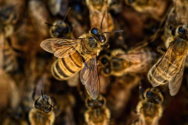 Hoy se celebra a nivel mundial el Día de las Abejas, lo cual cumplen un papel vital en la salud de las personas y en la del planeta. – Prensa 5