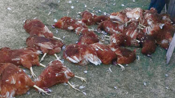 Encuentran muertas a 144 gallinas en la Facultad de Veterinaria - Noticiero Paraguay