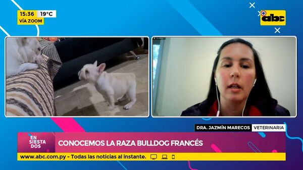 Conocemos la raza Bulldog Francés - Ensiestados - ABC Color