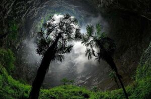 Este es el bosque que crece en una fosa de China