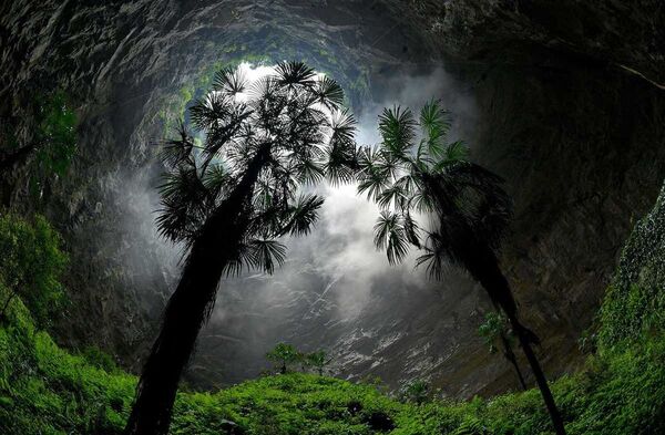 Este es el bosque que crece en una fosa de China