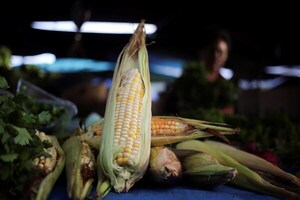 Productores de maíz en Venezuela estiman que la cosecha crecerá un 17 % en 2022 - MarketData