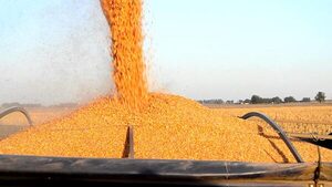 Zafriña de maíz podría recuperar un 40% de las pérdidas de soja