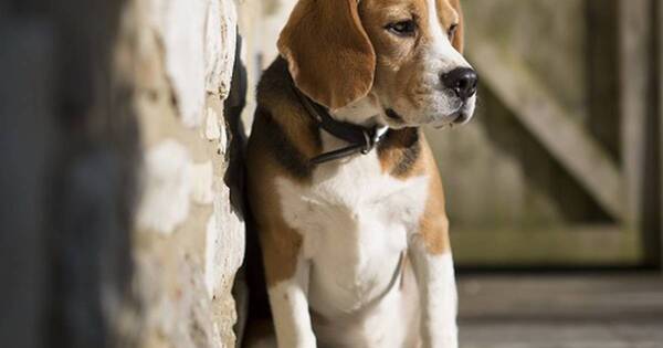 La Nación / Razones para no atar a tu perro