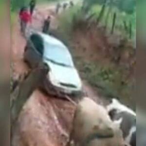 Crónica / [VIDEO] Con bueyes sacaron del lodo a un vehículo
