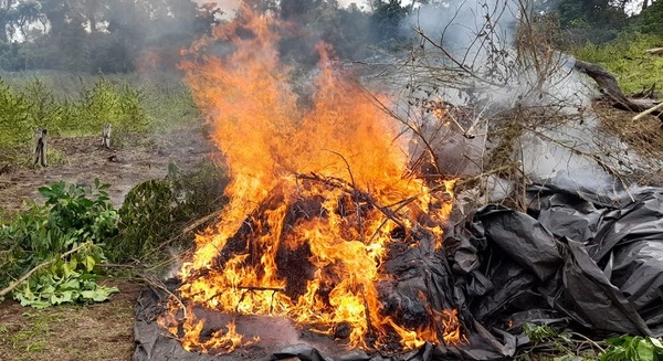 Anulan más de 258 toneladas de marihuana en tres días de operaciones