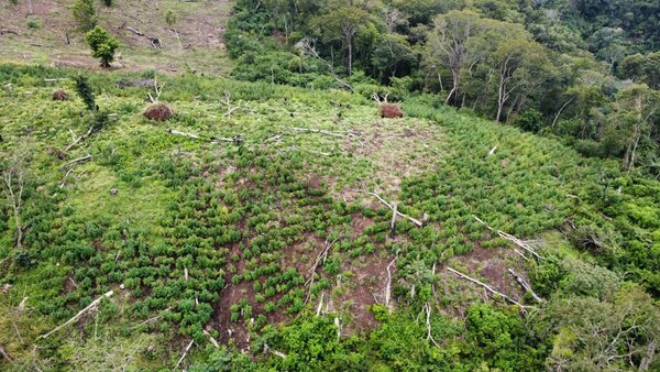 Diario HOY | Operativo Nueva Alianza: En tres días destruyeron 258 toneladas de marihuana