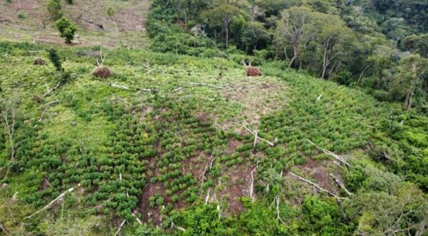 En tres días destruyeron 258 toneladas de marihuana