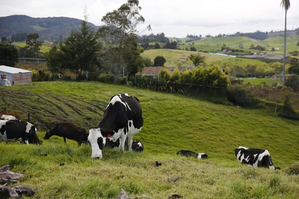 Latinoamérica logra aumentar producción de carne y bajar emisiones, según FAO - MarketData