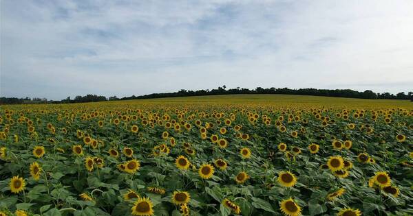 La Nación / Buscan ampliar superficie de cultivo de girasol