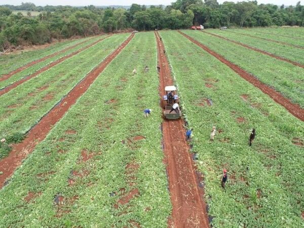 Cosechas de alta calidad, gracias a la entregada labor de agricultores  - ABC en el Este - ABC Color