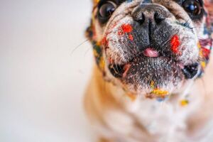 Perros: ¿cómo ven los colores? - Mascotas - ABC Color