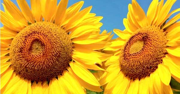 La Nación / Buscan ampliar superficie de cultivo de girasol en el país