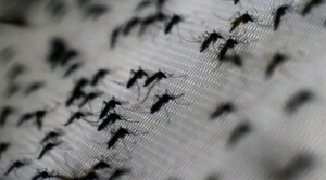 Diario HOY | Ligero crecimiento de casos de dengue y chikungunya
